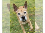 Jack Russell Terrier DOG FOR ADOPTION RGADN-1340341 - 2404-0053 Gabe (Off Site