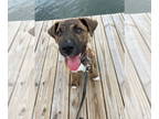 Black Mouth Cur DOG FOR ADOPTION RGADN-1340347 - Phillip - Black Mouth Cur /