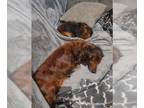Dachshund DOG FOR ADOPTION RGADN-1340350 - Sunshine - Dachshund (long coat) Dog