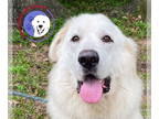 Great Pyrenees DOG FOR ADOPTION RGADN-1340352 - Ashley - Great Pyrenees (long