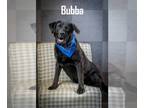Mastiff Mix DOG FOR ADOPTION RGADN-1340362 - Bubba - Mastiff / Mixed (short