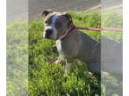 American Pit Bull Terrier DOG FOR ADOPTION RGADN-1340366 - VALERIE - Pit Bull