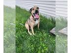 Basset Hound Mix DOG FOR ADOPTION RGADN-1340381 - Goose *Easy-going & mild
