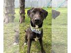 Labrador Retriever Mix DOG FOR ADOPTION RGADN-1340390 - Lycan- SEEKING FOSTER