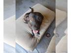 Labrador Retriever DOG FOR ADOPTION RGADN-1340395 - Mini (Courtesy) - Labrador