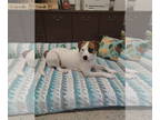 Boxador DOG FOR ADOPTION RGADN-1340397 - Max - Boxer / Labrador Retriever /