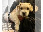 Cairn Terrier DOG FOR ADOPTION RGADN-1340400 - LAVENDER - Cairn Terrier (medium