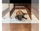 Boxer DOG FOR ADOPTION RGADN-1340402 - DUKE - Boxer (medium coat) Dog For