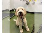 Labradoodle DOG FOR ADOPTION RGADN-1340413 - APPA - Poodle (Standard) / Labrador