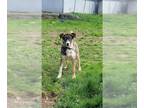 Siberian Husky Mix DOG FOR ADOPTION RGADN-1340414 - DOBBY - Siberian Husky /