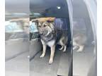 German Shepherd Dog-Siberian Husky Mix DOG FOR ADOPTION RGADN-1340416 - HADES -