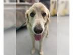 Great Pyrenees DOG FOR ADOPTION RGADN-1340425 - THORN - Great Pyrenees (medium
