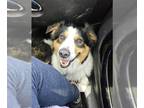 Australian Shepherd DOG FOR ADOPTION RGADN-1340427 - HANK - Australian Shepherd