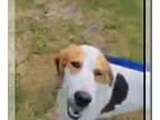 American Foxhound-Treeing Walker Coonhound Mix DOG FOR ADOPTION RGADN-1340440 -