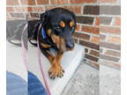Rottweiler DOG FOR ADOPTION RGADN-1340442 - Hazel - Rottweiler (short coat) Dog