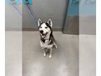 Siberian Husky Mix DOG FOR ADOPTION RGADN-1340449 - *SCOOTER - Siberian Husky /