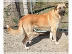 Anatolian Shepherd Mix DOG FOR ADOPTION RGADN-1340450 - MISSOURI