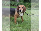 Mountain Cur Mix DOG FOR ADOPTION RGADN-1340463 - Below - Mountain Cur / Mixed