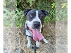 American Pit Bull Terrier DOG FOR ADOPTION RGADN-1340470 - CREDO - Pit Bull