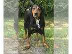 Black and Tan Coonhound-Rottweiler Mix DOG FOR ADOPTION RGADN-1340475 - 240550