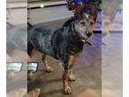 Australian Cattle Dog DOG FOR ADOPTION RGADN-1340480 - ROCKY #15 - Queensland