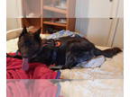 Mix DOG FOR ADOPTION RGADN-1340489 - Mayhem located in NM - Dutch Shepherd Dog