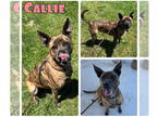 Boxer Mix DOG FOR ADOPTION RGADN-1340491 - Callie - SPONSORED - Boxer / Mixed