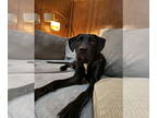 Labrador Retriever Mix DOG FOR ADOPTION RGADN-1340492 - Cypress - Labrador