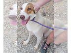 Border Collie-Collie Mix DOG FOR ADOPTION RGADN-1340494 - Oakley - Collie /