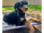 English Springer Spaniel-Rottweiler Mix DOG FOR ADOPTION RGADN-1340498 - Cora -