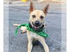 Retriever Mix DOG FOR ADOPTION RGADN-1340501 - Doug - Shepherd / Retriever /