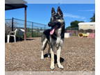 German Shepherd Dog Mix DOG FOR ADOPTION RGADN-1340503 - ROCKY - German Shepherd