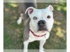 American Staffordshire Terrier DOG FOR ADOPTION RGADN-1340504 - HARLEY HOPE -