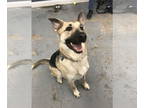 German Shepherd Dog Mix DOG FOR ADOPTION RGADN-1340506 - Pixie - German Shepherd