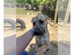 Labrador Retriever-Mountain Cur Mix DOG FOR ADOPTION RGADN-1340508 - Charcoal -