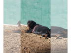 Rottweiler DOG FOR ADOPTION RGADN-1340509 - Roxy/Referral - Rottweiler (medium