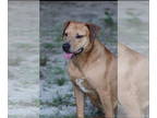 Labrador Retriever Mix DOG FOR ADOPTION RGADN-1340518 - Fletcher - Labrador