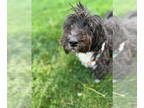 Havanese DOG FOR ADOPTION RGADN-1340531 - Hugo - Havanese (long coat) Dog For