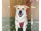 Labrador Retriever Mix DOG FOR ADOPTION RGADN-1340536 - Skip - Labrador