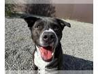 Mix DOG FOR ADOPTION RGADN-1340538 - RUBY - Husky (medium coat) Dog For