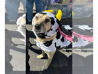 Black Mouth Cur-Labrador Retriever Mix DOG FOR ADOPTION RGADN-1340539 - Lea Lea