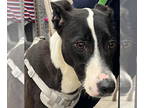 Labrador Retriever Mix DOG FOR ADOPTION RGADN-1340541 - Dougie - Labrador
