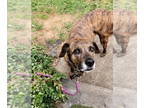 American Pit Bull Terrier Mix DOG FOR ADOPTION RGADN-1340546 - Blanche -