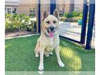 Akita Mix DOG FOR ADOPTION RGADN-1340554 - FLUFFY - Akita / Mixed (medium coat)