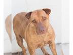 American Pit Bull Terrier DOG FOR ADOPTION RGADN-1340555 - CHOLULA - Pit Bull