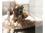 Boxer DOG FOR ADOPTION RGADN-1340566 - Champ - Boxer Dog For Adoption