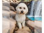 Poodle (Miniature) Mix DOG FOR ADOPTION RGADN-1340569 - Littlefoot - Poodle