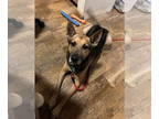 German Shepherd Dog Mix DOG FOR ADOPTION RGADN-1340570 - COURTESY POST: Gon -