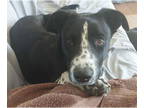 Pointer-Spaniel Mix DOG FOR ADOPTION RGADN-1340572 - BLAKE - Spaniel / Pointer /