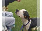 American Staffordshire Terrier DOG FOR ADOPTION RGADN-1340579 - Montana -